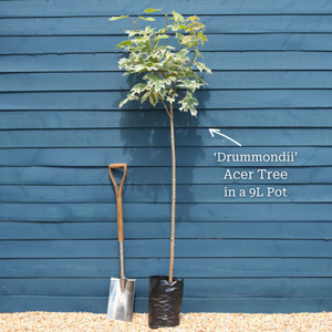 Acer platanoides 'Drummondii' | Variegated Maple Tree