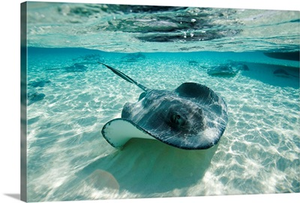 Southern Stingrays Swimming At Stingray City