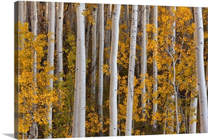Quaking Aspens Fishlake National Forest Utah