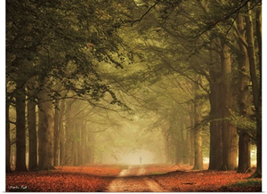 Misty Walk
