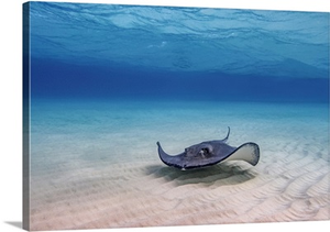 Southern Stingray, Stingray City, Grand Cayman, Cayman Islands, Caribbean
