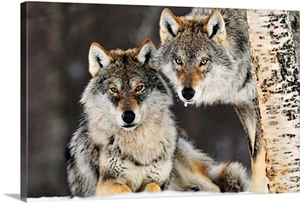 Gray Wolf (Canis lupus) pair in the snow, Norway