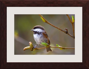 Chestnut Backed Chickadee Perched On Branch, Kenai Peninisula, Alaska