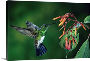 Snowy-bellied Hummingbird male, flying near Firebush flowers