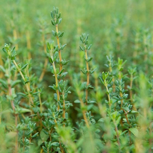 English Thyme