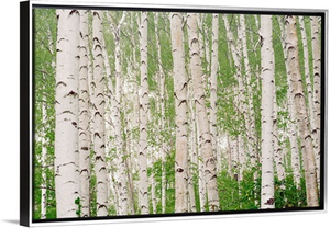 Aspen Trees