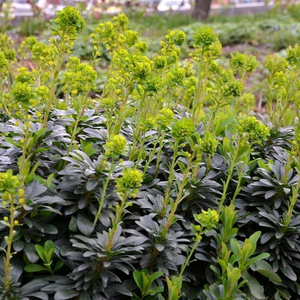 Wood Spurge
