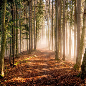 Moonpig Designers Photographic Beautiful Forest Path Card