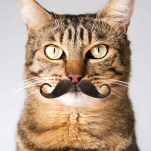 Moonpig Designers Cool Cat With A Moustache Card