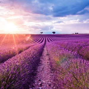 Moonpig Designers Photographic Beautiful Purple Field Card