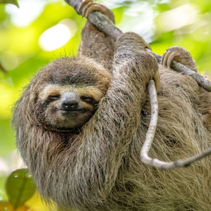 Moonpig Designers Sloth Hanging From Tree Just A Note Card