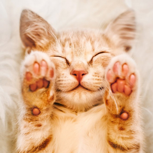 Moonpig Designers Cute Kitten Holding Up Paws Card