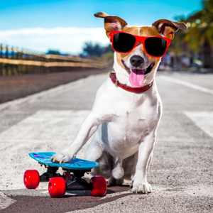 Moonpig Designers Cool Skateboard Dog In Sunglasses Card