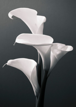 White Calla Lily Photographic Sympathy Card