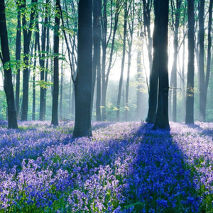 Moonpig Designers Photographic Woodland Bluebells Just A Note Card