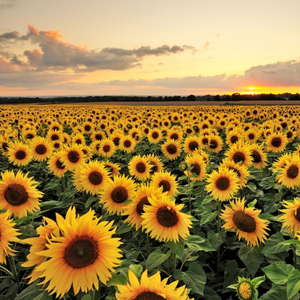 Moonpig Designers Photographic Field Of Sunflowers Just A Note Card