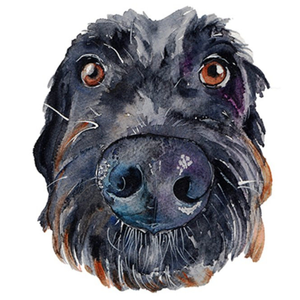 Illustrated Watercolour Black Labradoodle Dog Just A Note Card