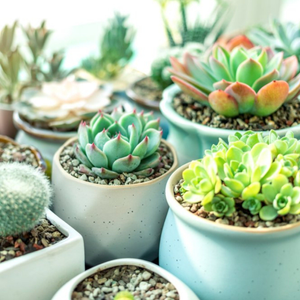 Moonpig Designers Photographic Succulent Plants In White Pots Card