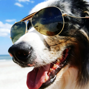Moonpig Designers Cool Cute Collie Dog In Sunglasses Card