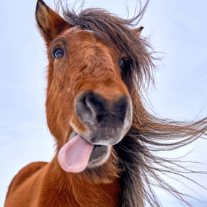 Moonpig Designers Silly Cute Horse Sticking Its Tongue Out Card