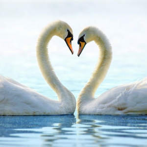 Moonpig Designers Lovely Two Swans Making A Love Heart Card