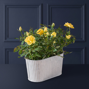 The Sunshine Rose Planter
