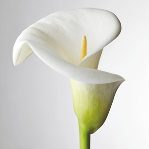 Moonpig Designers Photographic Beautiful White Lily Card