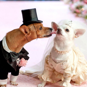 Moonpig Cute Photographic Chihuahua Dog Wedding Card