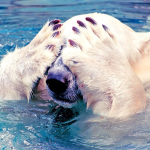 Moonpig Photographic Sorry Belated Birthday Polar Bear Animals