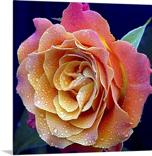 The Most Beautiful Rose