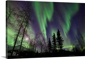 Trees with Northern Lights waves and curtains