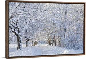 Maine, Harpswell. Heavy snowfall on Bear Paw Road