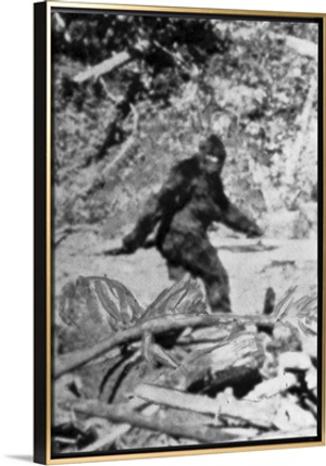 Alleged Photo Of Bigfoot