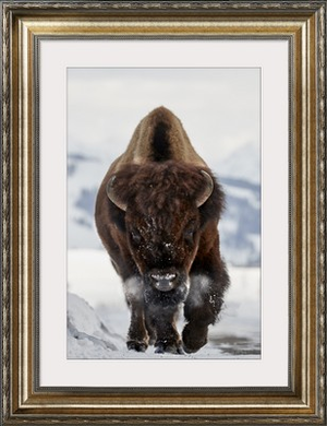 Bison Incoming