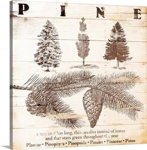 Pine