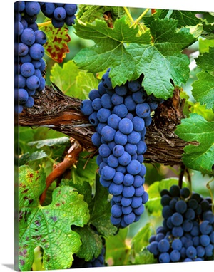 Mature Merlot wine grape clusters on the vine, ripe and ready for harvest