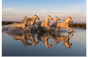 Reflection of white horses of the Camargue running through a shallow lake