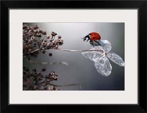 Ladybird On Hydrangea