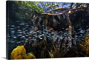 Red Mangrove aerial roots providing shelter for school of small fish