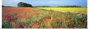 Flowers in a field, Bath, England