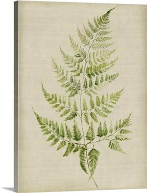 Fern II