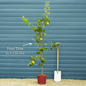 '20th Century' Japanese Pear Tree | Nashi Pear