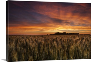 Colorful Sky At Sunrise Over A Wheat Field, Saskatchewan, Canada