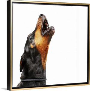 Doberman howling, close-up