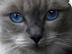 Blue Eyes