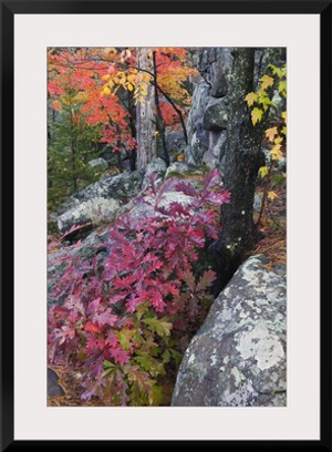 Autumn color foliage and boulders along Saint Louis River, Jay Cooke State Park, Minnesota