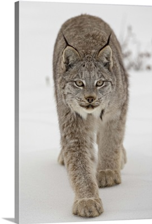 Canadian Lynx in snow in captivity, near Bozeman, Montana