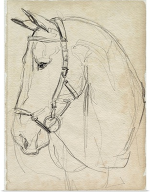 Horse In Bridle Sketch II
