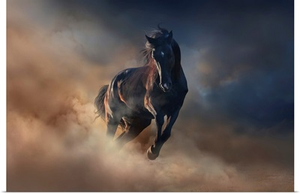 Black Stallion Horse