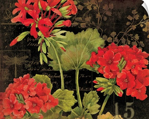Geranium on Black